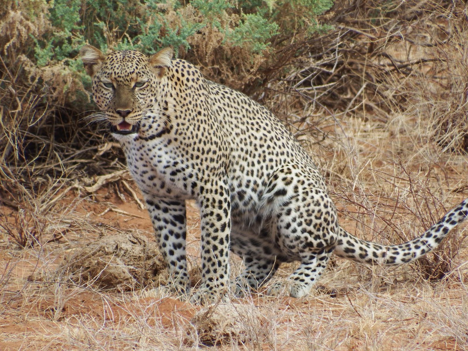 3Day Private Masai Mara Crossing with Land Cruiser Imara