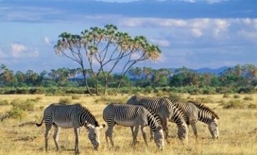 Samburu