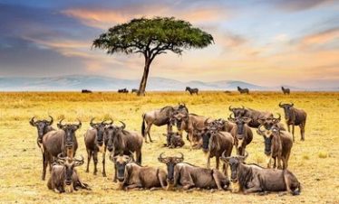 Maasai Mara National reserve