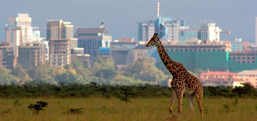 A girraffe in Nairobi National Park