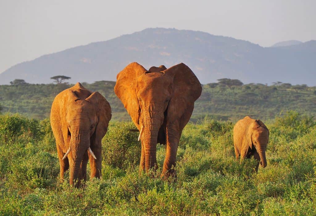 Elephants grazing in Samburu National Reserve