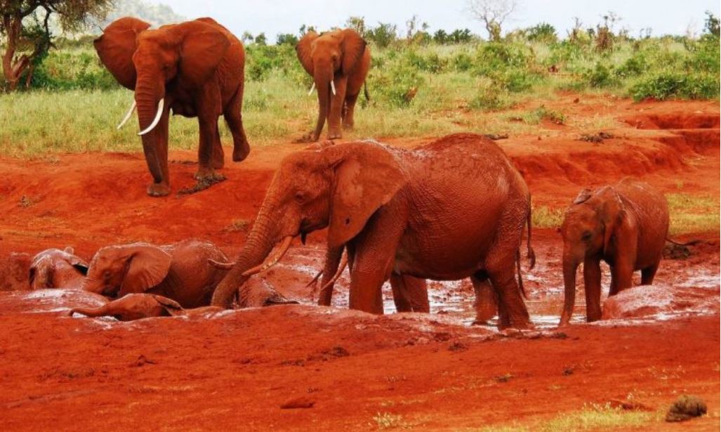 Elephants having a mad bath at Tsavo East National Park.