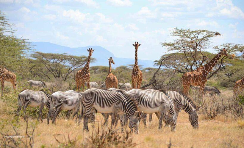 Grevy Zebras in Samburu National Reserve
