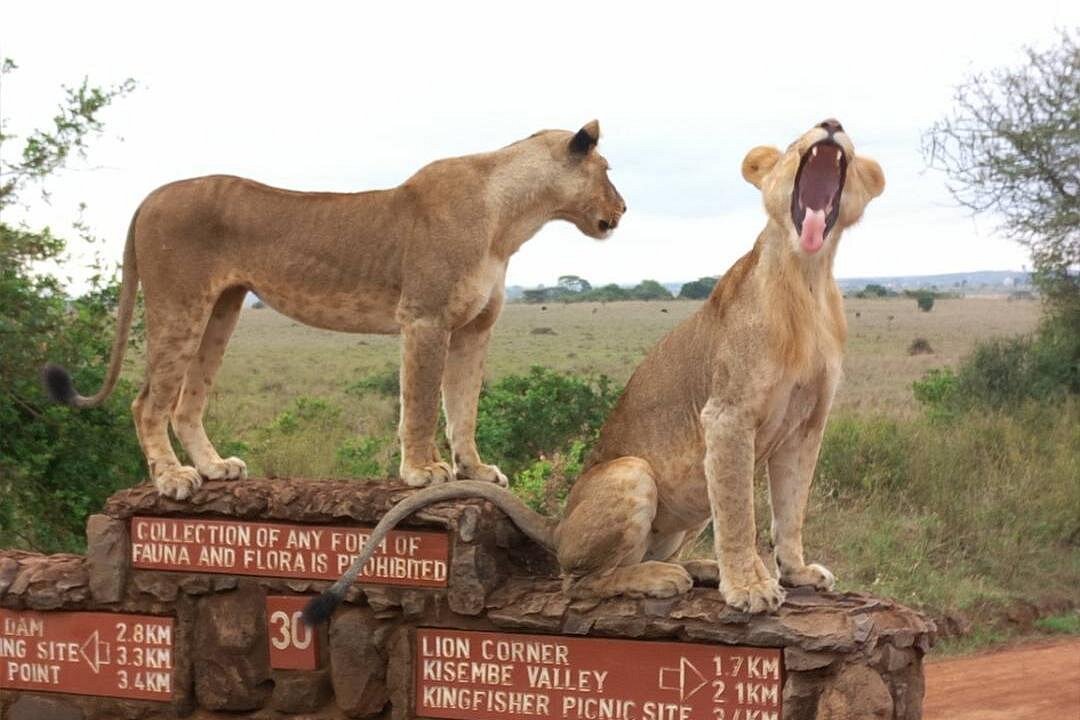 Lions in Nairobi National Park