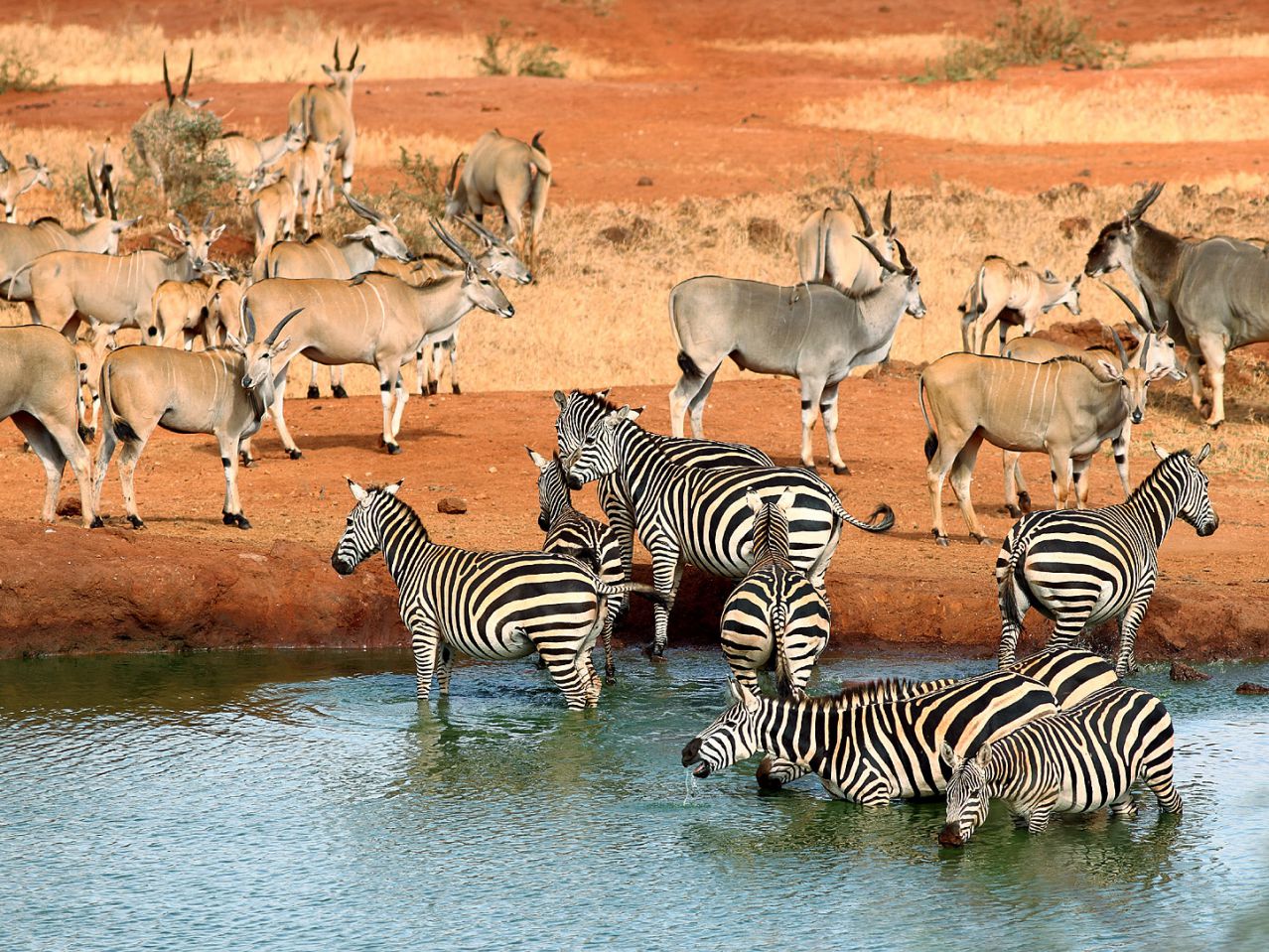 Zebras and Elands drinking water at a waterhole in Tsavo West NAtional Park.
